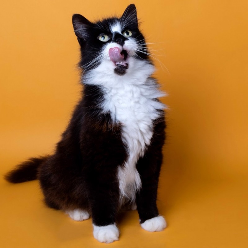 Colorama Background Paper 1.35x11m Sunflower