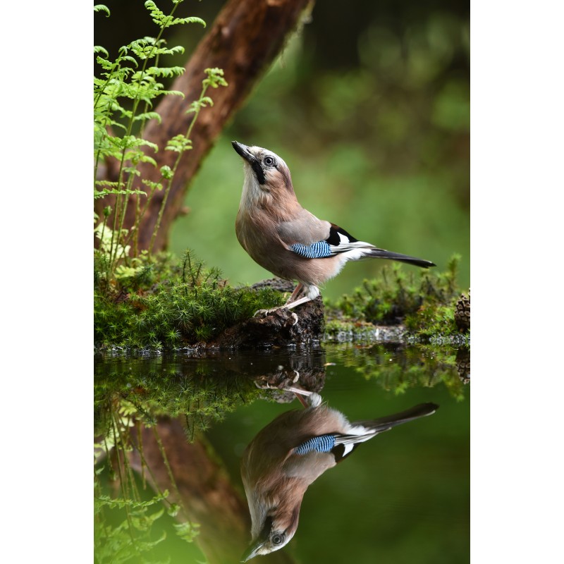 NIKKOR 200-500mm AF-S f/5.6E ED VR