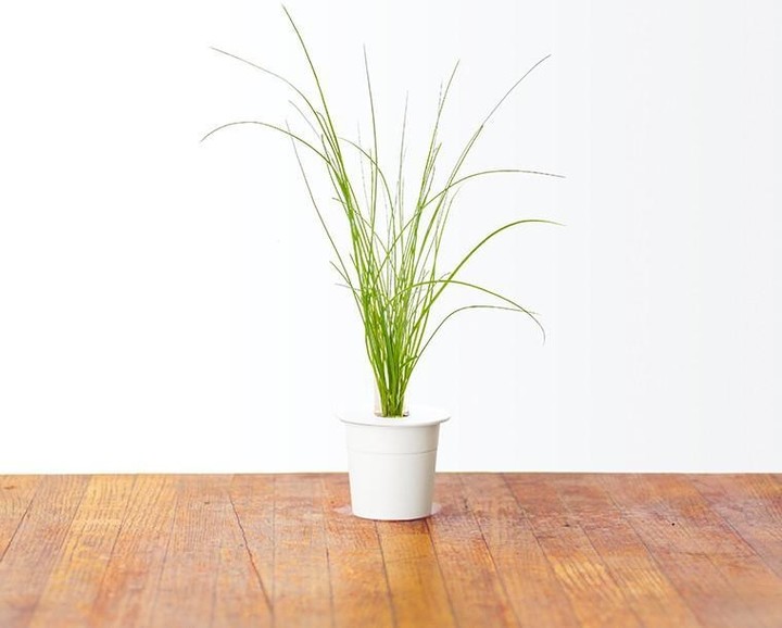 Farë e qepës së re për kopshtin SMART Click and Grow