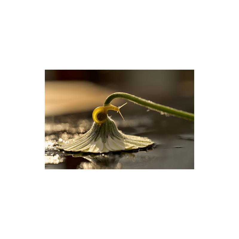 NIKKOR Z MC 105mm f/2.8 VR S Macro